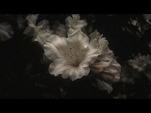 The Stranglers - Golden Brown (Slowed + Reverb)