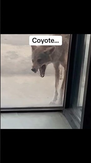 How different animals react with rabies😳 #shorts