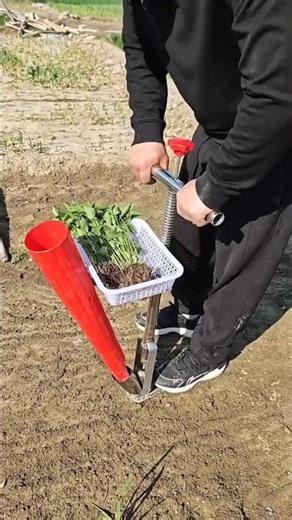 The most popular and effective tools for planting seedlings