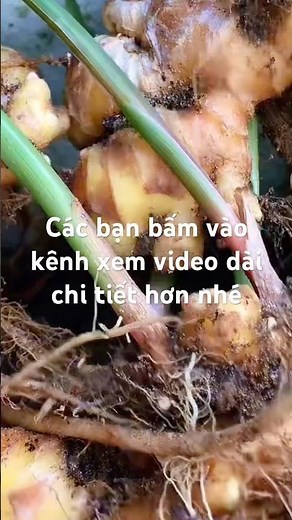 Cách trồng gừng củ rất nhiều #caycanhtuandiep #trongrau #lamvuon #tronggung
