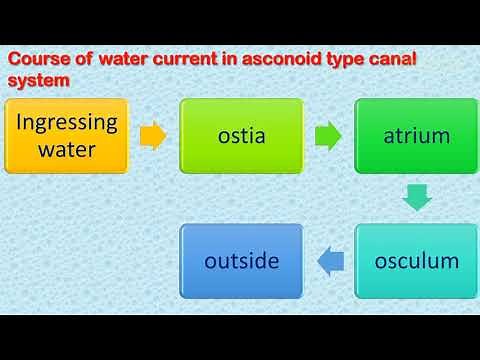 Grades of sponge structure: Asconoid, Syconoid and Leuconoid Sponges
