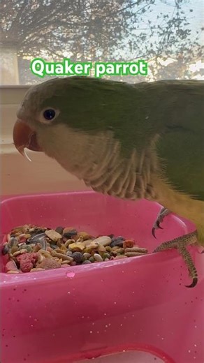 Everything You Need To Know About Quaker Parrots
