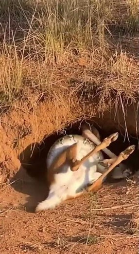 Cost of Curiosity! Fawn Explores Cave, Dragged By Python💔🐍! 호기심의 대가! 새끼 사슴이 비단뱀에게 끌려가다! #Fawn #deer