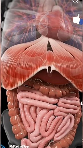 Explore the Dynamic Movements Inside Your Body #anatomy #meded #3danimation #viral #shorts