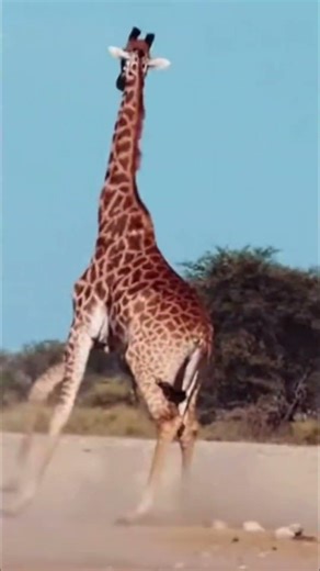 Giraffe Kicks Lion 20 Meters! 🦒💥 Insane Safari Footage