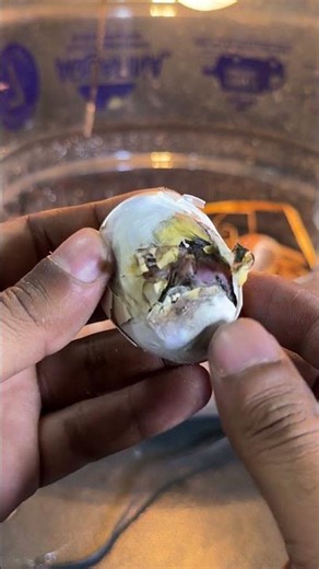 Emergency saving stuck baby chick