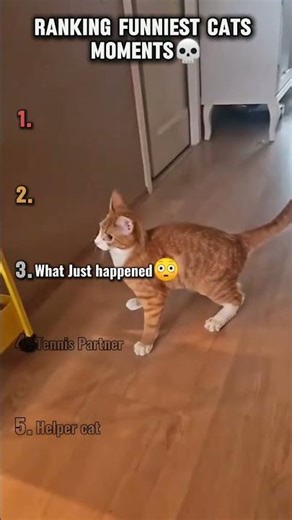 Ranking funniest Cat moments pt-10#viralshots#catvideos#funnycats