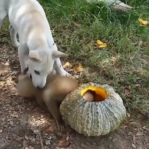 Cute Puppy save a baby monkey stuck head in Pumpkin | ERAYA