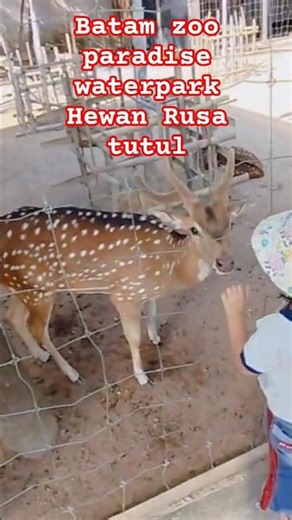 Batam zoo paradise waterpark hewan Rusa tutul