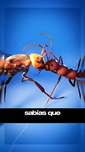 sabias que.......... | Sabias que?