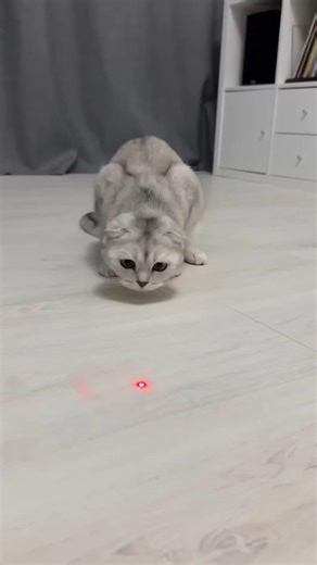 A story of laser light || #kitty #shorts