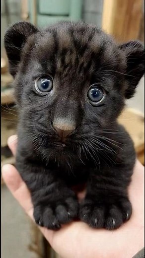 A Baby Panther in the Palm of a Hand 🖤 | Cutest Wild Cub Ever