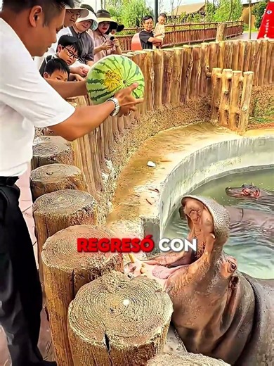 El hipopótamo quería su sandía 🍉