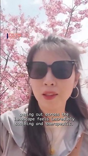 13,000 cherry trees bloom across Zhejiang valley