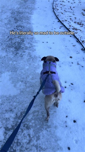 You can always tell when a pug is cussing you out when they do that little head bob and scuff #pugs #pugsoftiktok #fy