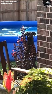 29M views · 125K reactions | BUSTED! This very good dog was having tons of fun splashing around in this inflatable pool – but quickly changed his behavior as soon as he noticed someone was watching. https://abcn.ws/2JNqvsd | ABC News | Facebook