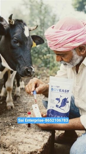 Prompt Pregnancy Test Kit for Cow And Buffalo // Cow pagnet test kit now Available in Odisha