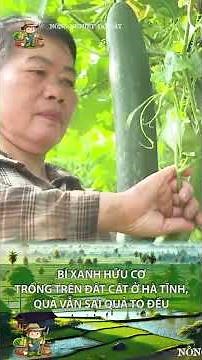 Bí xanh hữu cơ trồng trên đất cát ở Hà Tĩnh vẫn sai quả to đều
