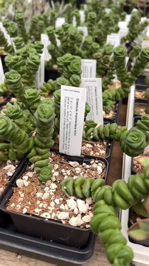 Meet the genius genus Crassula 🌿💚 From the iconic Jade Plant to the stacked beauties like Crassula perforata, this group of succulents is loved for a reason — they’re adaptable, sculptural, and surprisingly tough. Whether you love bold, tree-forming jades or tiny geometric varieties, Crassula brings structure and personality to any bright windowsill. Give them strong light, let the soil dry between waterings, and they’ll reward you with steady growth and vibrant colour year-round. Got a favour