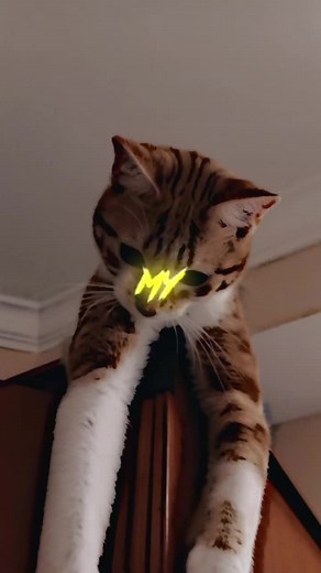 catpoopscoop on TikTok