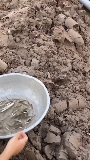 597K views · 2.7K reactions | Thả cá lại ao nhỏ mốt lớn bắt lại nghen #mienquesongnuoc #mientay #vlog #cauca #sanbathailuom #asiangirl | Sông Âm Dương | Facebook