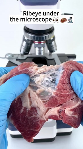 Ribeye Steak Magnified 400x | Discover the Fascinating World Under a Microscope