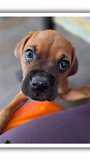 Northwest Boxer Rescue on Instagram: "⁣ 🔥⁣⁣THE PUPPY DROP JUST LANDED🔥⁣ ⁣ We’ve got 13 puppies total — but only ONE group has had their adoption fees fully covered by a generous sponsor.⁣ Let’s make this crystal clear. Like… “no one can DM us confused”. 😉⁣ ⁣ 🐾 4 Boxers — NOT SPONSORED⁣ Wiggle-butts, gorgeous, the whole Boxer fantasy.⁣ ⁣ 🐾 2 Boxer–Frenchie Mixes — NOT SPONSORED⁣ Chunky, hilarious, full of personality.⁣ ⁣ 🐾 7 Fluffer Nutter Mixes — SPONSORED + FEE WAIVED⁣ Thanks to some amaz