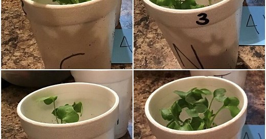 How do plants react to different types of music? This science fair winner has the results [video]