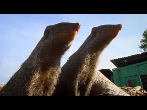 There's Something in the Bushes | Banded Brothers | BBC Earth