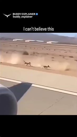 BUDDY EXPLAINER on Instagram: "The post features a hilarious 9-second clip filmed from an airplane window, showing a real coyote sprinting after a roadrunner across a desert runway — instantly turning the moment into a live-action Looney Tunes scene. The creator amped up the humor with bright yellow captions like “THERE’S A ROADRUNNER” and “THIS IS WILD,” making viewers feel like they just stepped into a cartoon. Quoted as a “perfect weekend vibe,” the clip taps deep into nostalgia for the class