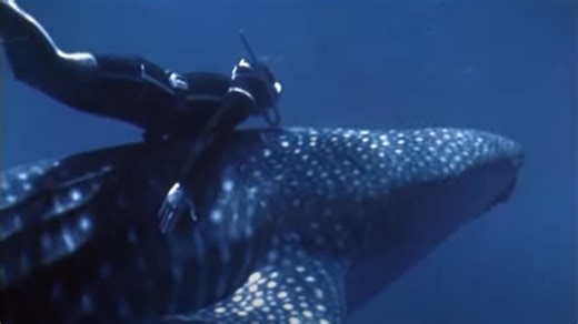 Ride on a 'monster' changed the life of underwater adventurer Ben Cropp