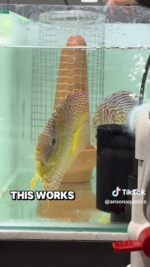 Essential Water Tests for Discus Breeding Success
