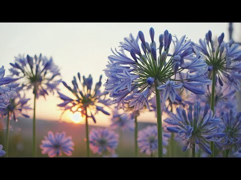 4K - The Library Garden: Piano Melodies for Study & Reading Focus
