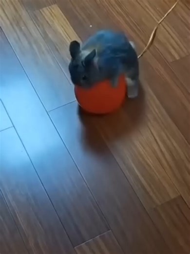 HAHAHAHA! Amazing FAILS and WINS! #fails #win #sharethis #zyxcba #fyp #foryour #funnyvideos #humor #foryoupageofficiall #humortiktok #view