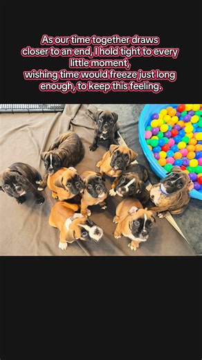 95K views · 3.8K reactions | As we start preparing for departures, I soak in all the sweet faces knowing that the families that have watched them since birth are ready to start their new adventures with the sweet babies. #boxerpuppy #boxerlife #boxerpuppies | Mount Juliet Boxers | Facebook