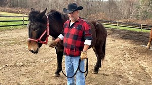 3K views · 222 reactions | Rob and Bob. Bob and Rob. They just go together like peas and carrots. Here they are with a holiday message to everyone! (What many people don't know, is that Rob is one of the volunteers who spotted poor Bob at an auction and made him a promise he would be back to get him. and he did) | Connecticut Draft Horse Rescue | Facebook