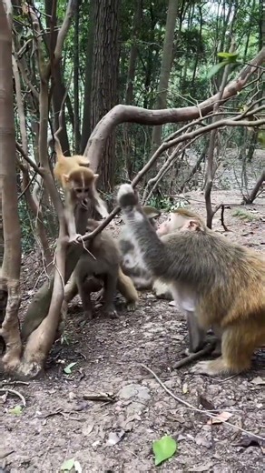 When Mom Says NO Climbing 🐒🚫 | Monkey Mom = Asian Mom Energy | Baby Wanted Tree. Mom Said NO.