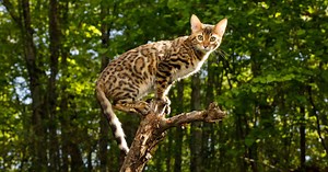 5 races de chats au look "sauvage"