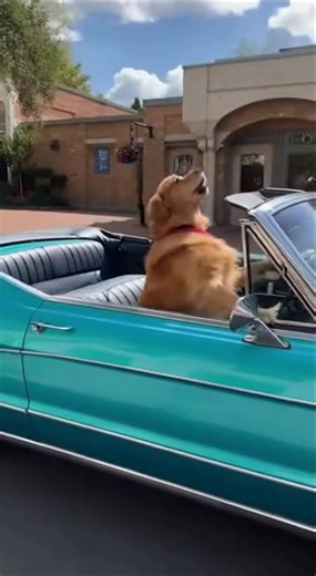 Dog Drives Vintage Car, Leaves Crowd in Awe