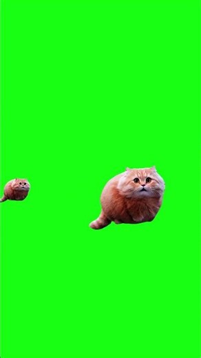 Spinny Cats Squad | Green Screen #spinning #fyp #cat #greenscreen