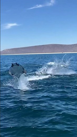 Is this a Manta Ray attack?