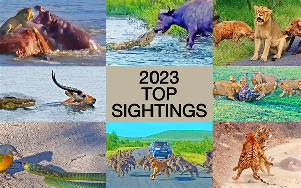 2023年最壮观的野生动物观察