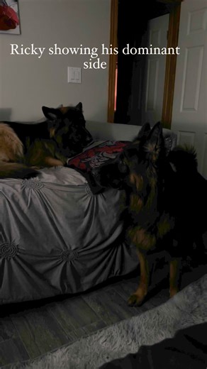 14K views · 453 reactions | Ricky showing Baron who the real stud is. We have most of the girls in heat and the boys are at each other constantly. The struggle is real! #studs #breedingseason #germanshepherd #wildkingdom #crazy #dominance | Guardian Angel German Shepherds | Facebook