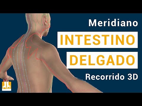 El meridiano del Intestino delgado - Recorrido 3D punto a punto