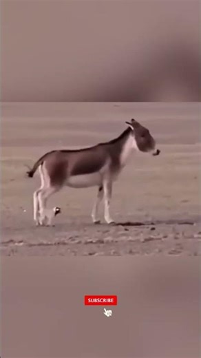 Regardez ce qui est arrivé quand cette hyène a attaqué un âne.