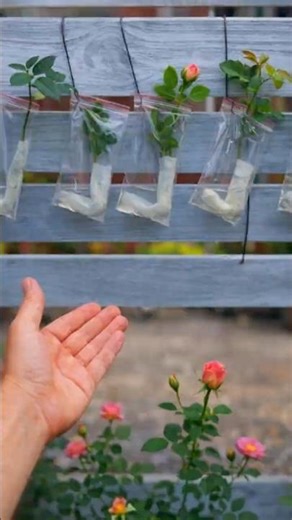 How to Propagate Roses in 20 Days 🌹 Surprisingly Easy Method! #farminglife #farming