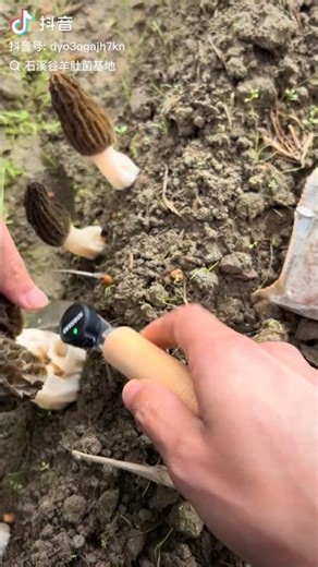 Guys Gest The Plant Name ☘️??