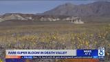 Death Valley sees best super bloom in a decade