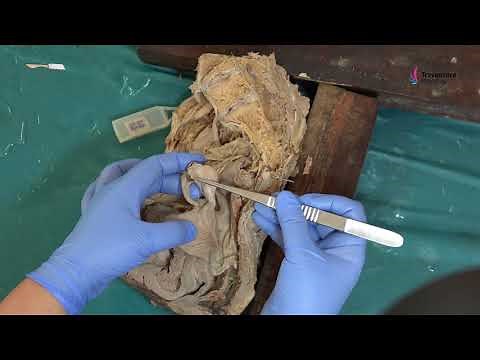 Female Pelvis Sagittal Section