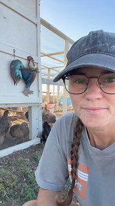 9.4K views · 399 reactions | Molting is NOT a reason to cull your flock. Chickens will molt around 18 months of eggs. This first molt comes right in the prime of their lives. It would be silly to waste their lives and hundreds of eggs for a few weeks of decreased production. #chickens #molt #hens #eggs #eggproduction #backyardchickens #raisingchickens #chickenmom #foryoureelsfb #foryoureel #fyp #reels #backyardflock #LearnOnReels | Chicken Schmidt Farms | Facebook